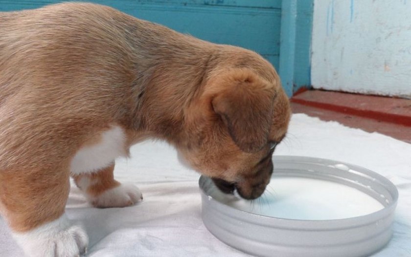 Кисломолочные продукты в рационе Кисломолочные продукты в рационе