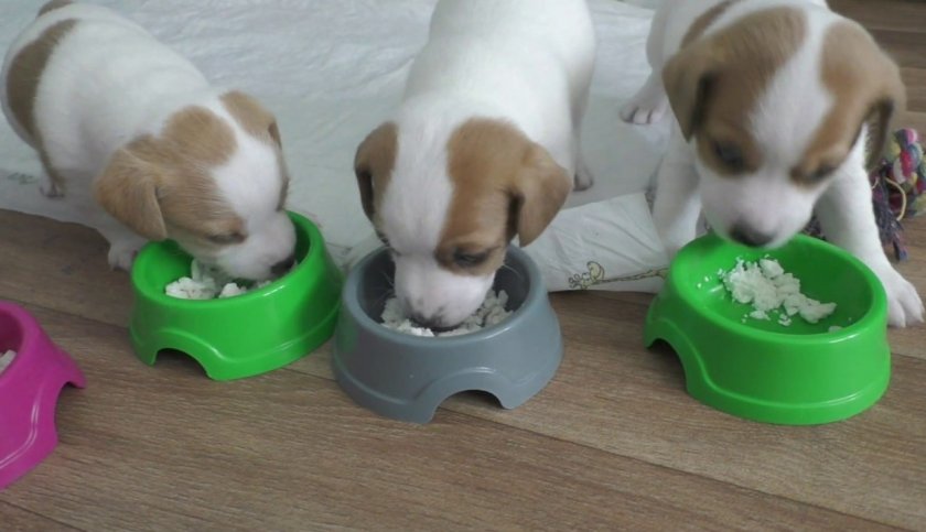 Кальцинированный творог в рационе Кальцинированный творог в рационе