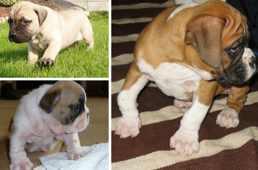 Избыток кальция у собаки Избыток кальция у собаки