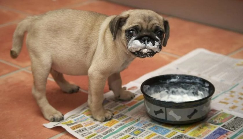 Сметана в рационе собаки Сметана в рационе собаки