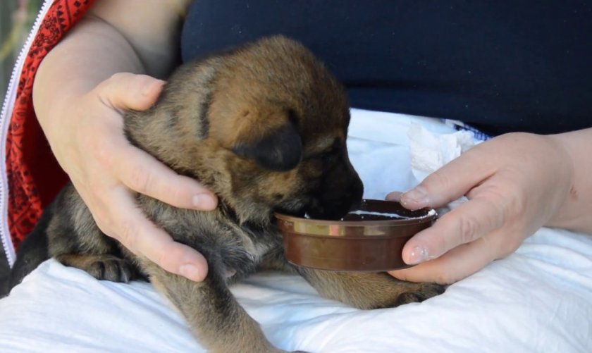 Молочная каша в рационе собаки Молочная каша в рационе собаки