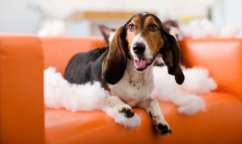 Отучение собаки от дивана