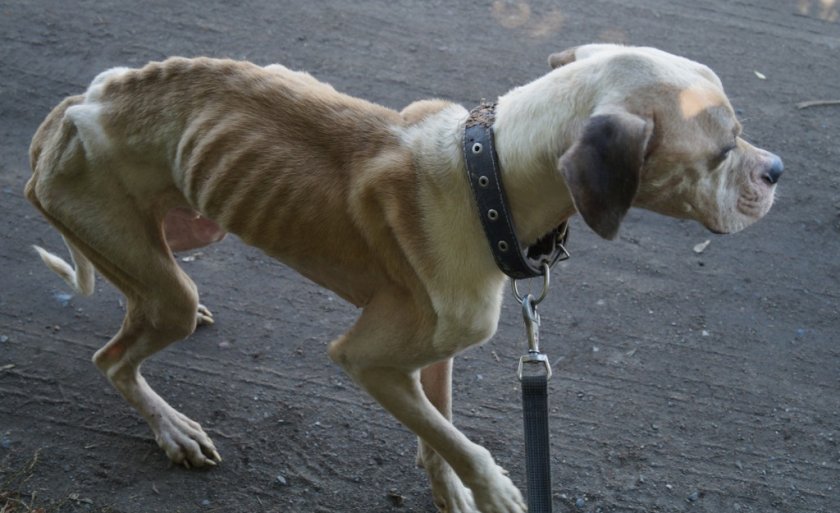 Истощение у собаки