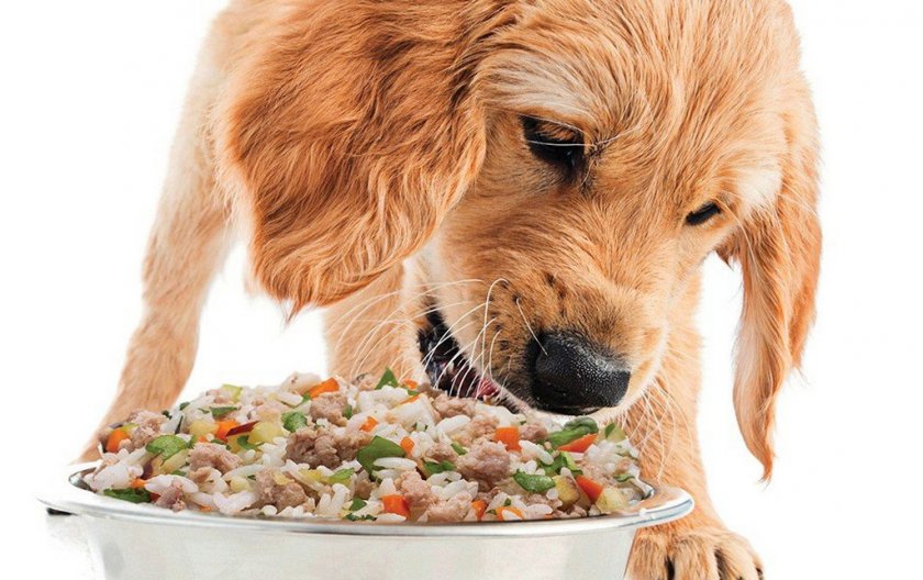 Порция для собаки