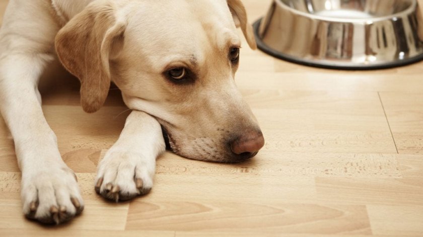 Неусвоение корма у собаки