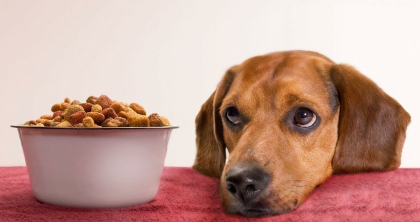 Откорм собаки