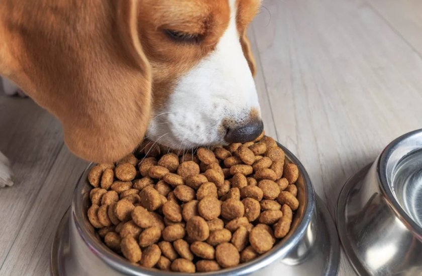 Перевод собаки на сухой корм