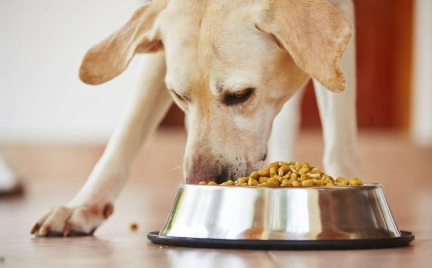 Сухой корм для собак