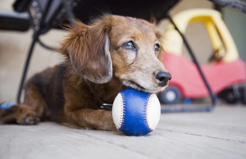 Витамины для пожилых собак