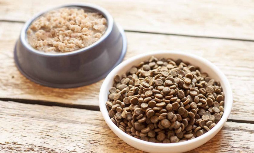 Перевод собаки с каши на сухой корм