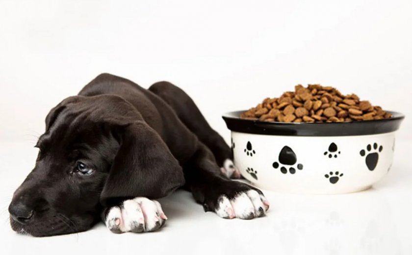 Собака отказывается от корма