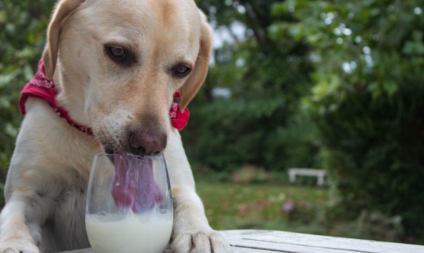 Молочка в рационе собаки Молочка в рационе собаки