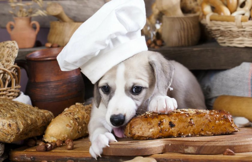 Выпечка в кормлении собак Выпечка в кормлении собак