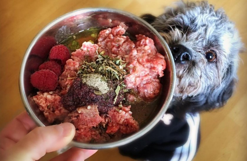 Собака на натуральном питании Собака на натуральном питании