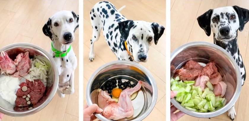 Кормление собаки натуральной пищей Кормление собаки натуральной пищей