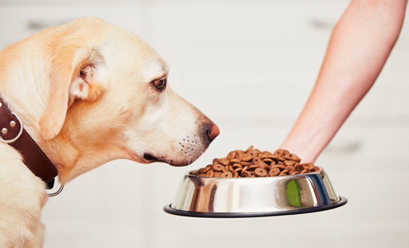 Перевод собаки на сухой корм