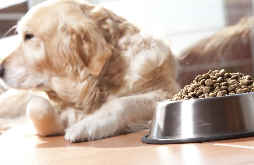 Отказ собаки от сухого корма