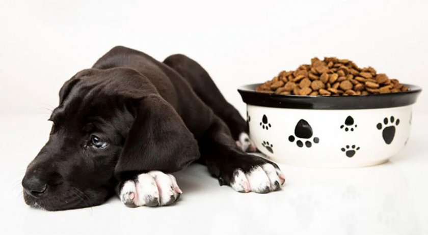 Причины отказа собаки от сухого корма