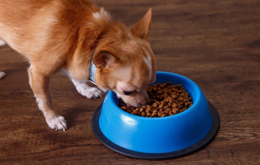 Режим питания собаки сухим кормом