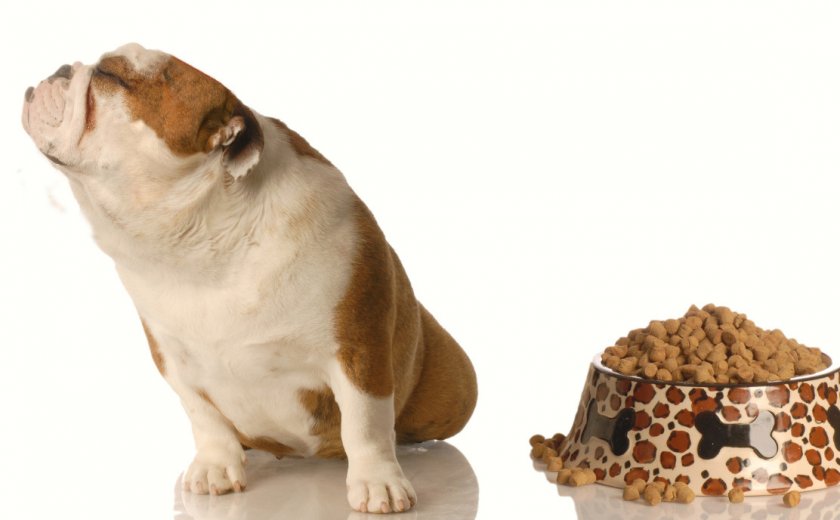 Отказ собаки от сухого корма