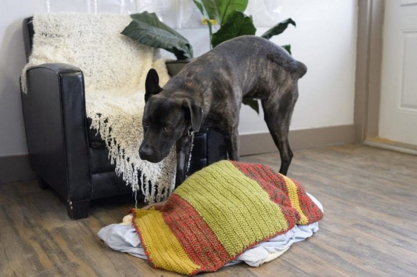 Собака метит в доме Собака метит в доме