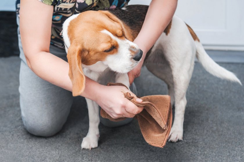 Вытирание лап собаки