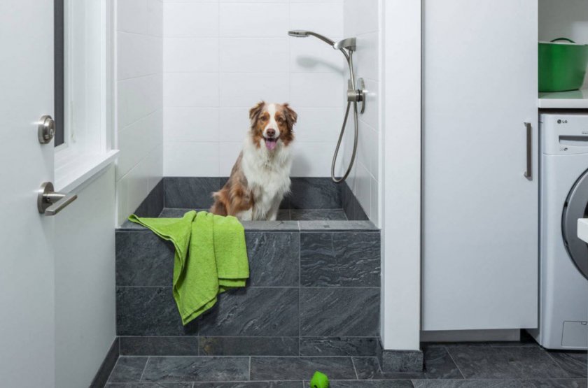 Мытье собаки после прогулки Мытье собаки после прогулки