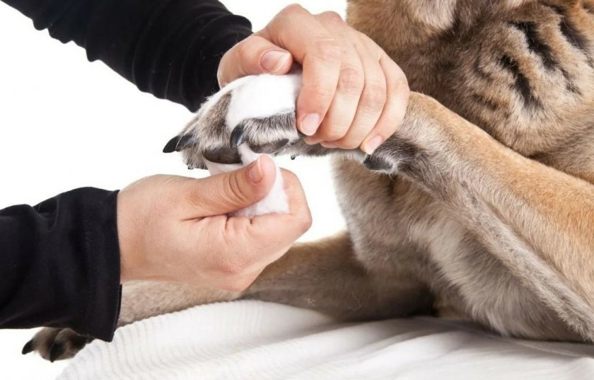 Уход за лапами питомца Уход за лапами питомца