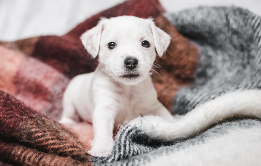 Место в доме для щенка Место в доме для щенка