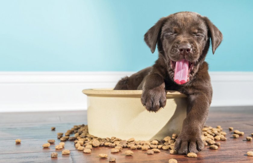 Корм для щенка Корм для щенка