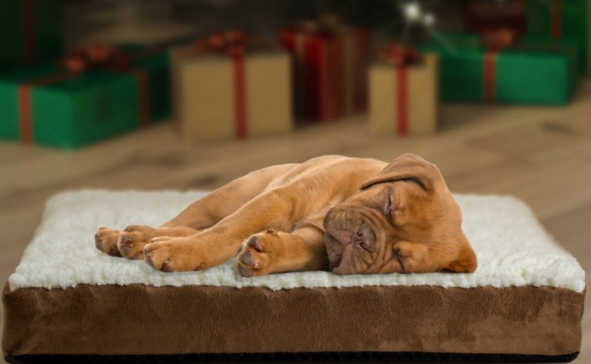 Сон щенка Сон щенка