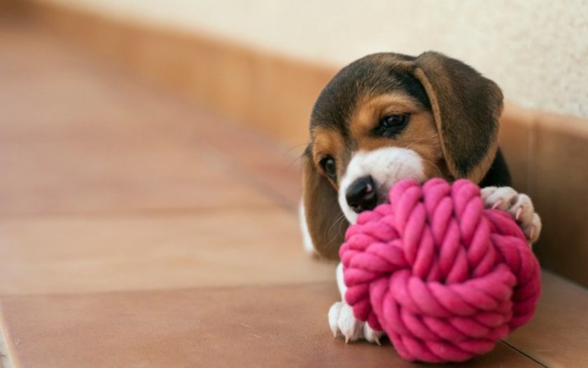 Игрушки для щенков Игрушки для щенков