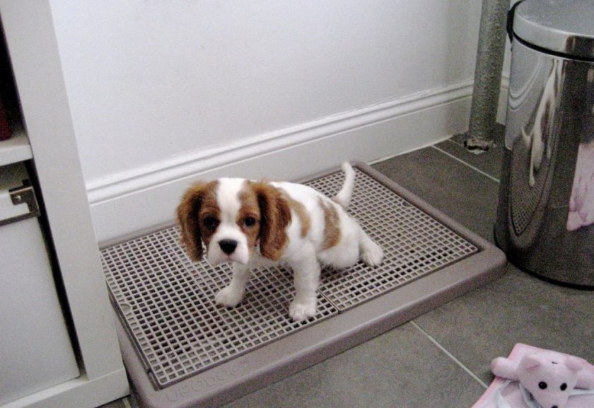 Туалет для щенка Туалет для щенка