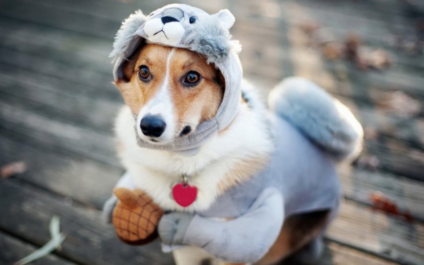 Собака в одежде Собака в одежде