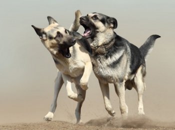 Восточноевропейская овчарка: описание породы, уход