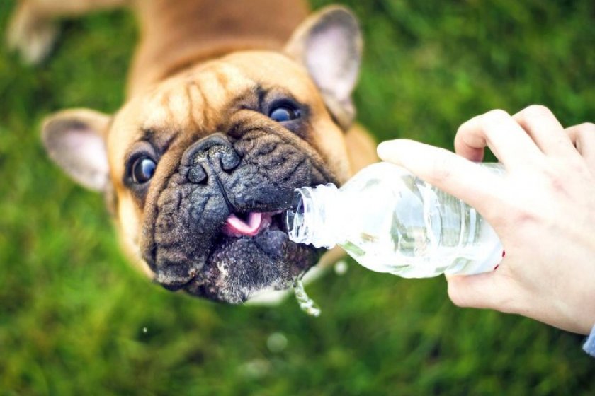 Французский бульдог