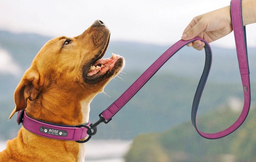 Собака на коротком поводке