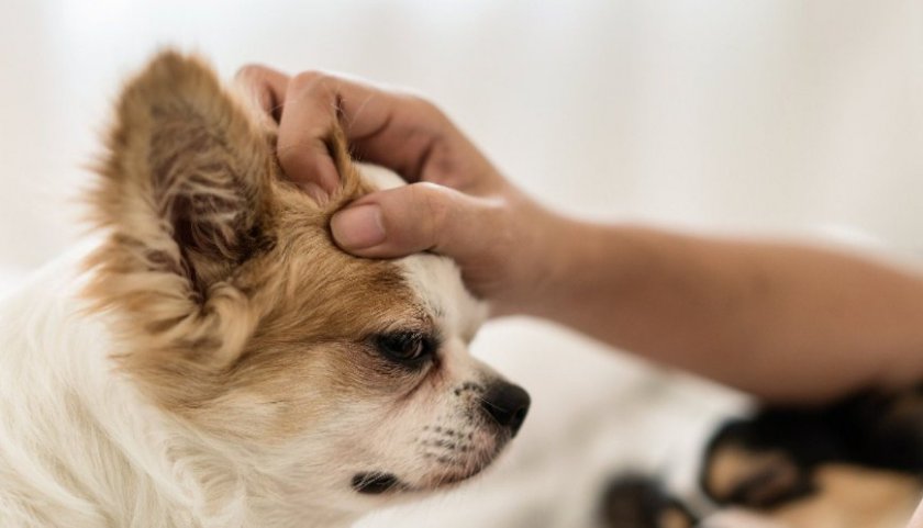 Поглаживания по голове