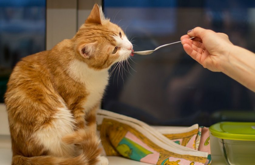 Лакомство для кошки