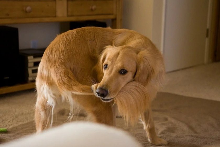 Собака кусает себя за хвост