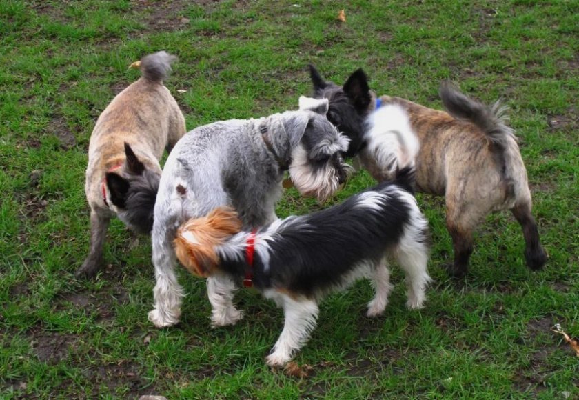 Собаки нюхают друг и друга под хвостом