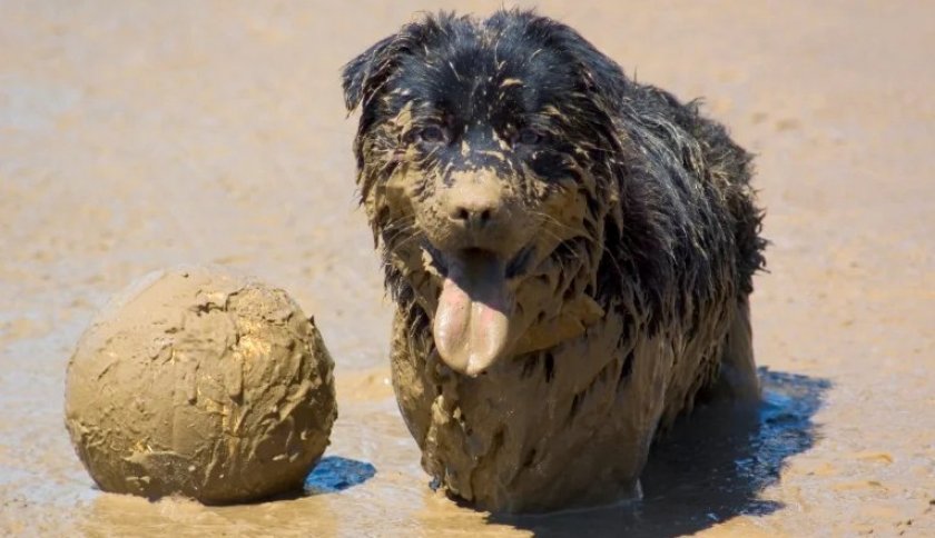 Пес в грязи