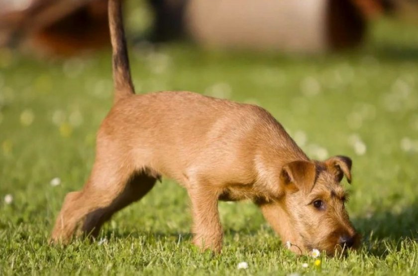 Собака подбирает с земли