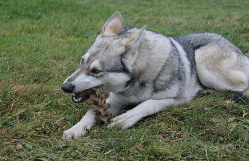 Собака подбирает с земли