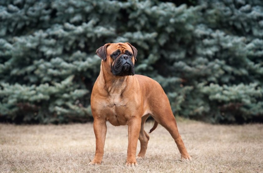 Бульмастиф