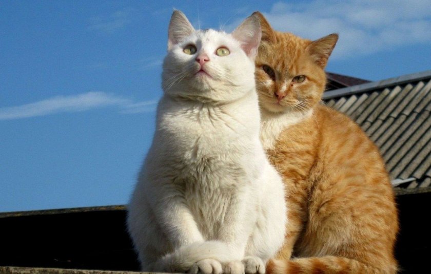Кот и кошка Кот и кошка