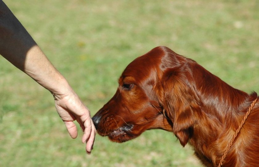 У песиков отменный нюх