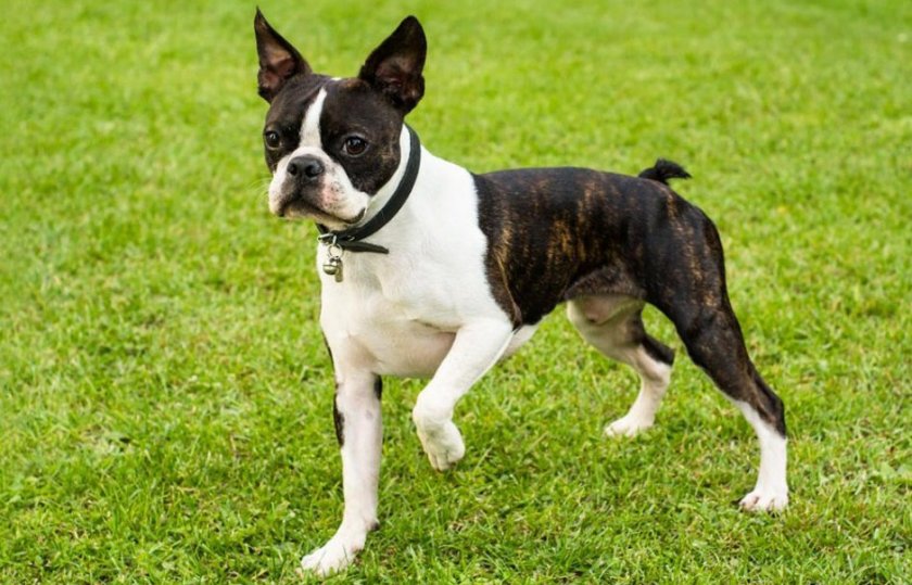 Бостон-терьер
