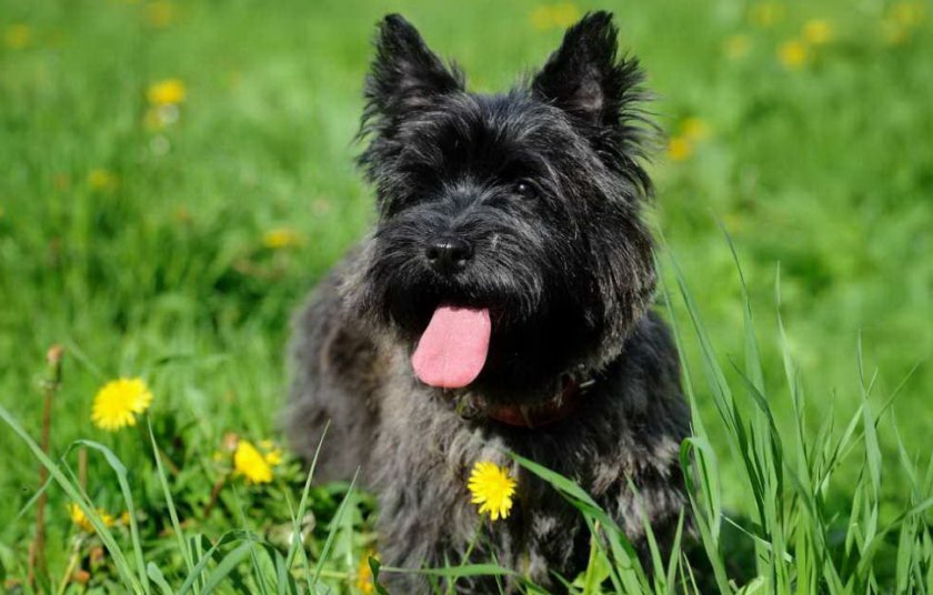 Керн-терьер