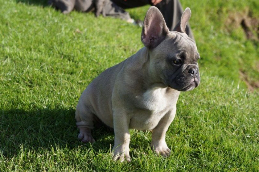 Французский бульдог